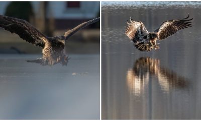 Photographer Captures Sight Worth Seeing of Bald Eagle with an Incredible Find in its Claws