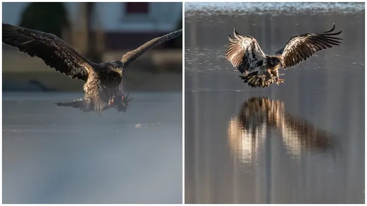 Photographer Captures Sight Worth Seeing of Bald Eagle with an Incredible Find in its Claws