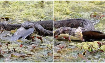 Photographer Captures Stunning Shots Of Texas Snake Unhinging Jaw To Swallow Fish