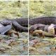 Photographer Captures Stunning Shots Of Texas Snake Unhinging Jaw To Swallow Fish