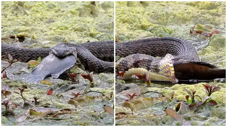 Photographer Captures Stunning Shots Of Texas Snake Unhinging Jaw To Swallow Fish