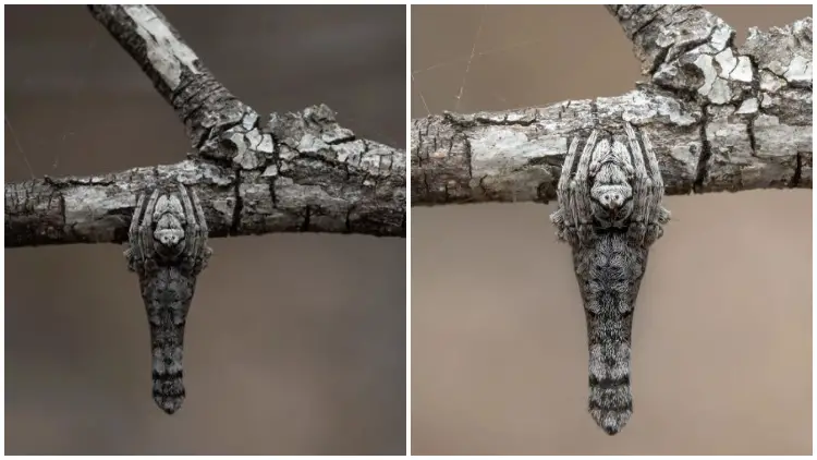 Photographer Finds A Creature That Looks Like Tiny Twig