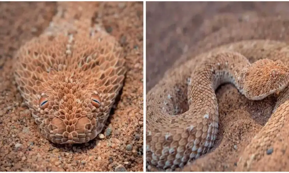 Photographer Takes Pictures of an Amazing Creature Cunningly Concealed in the Sand