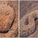 Photographer Takes Pictures of an Amazing Creature Cunningly Concealed in the Sand