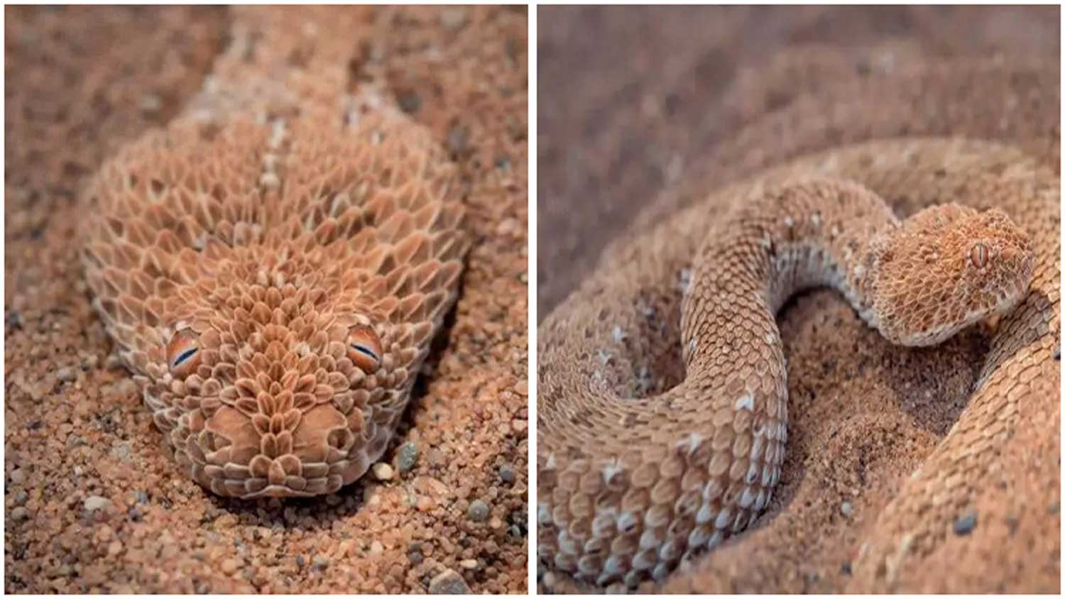 Photographer Takes Pictures of an Amazing Creature Cunningly Concealed in the Sand