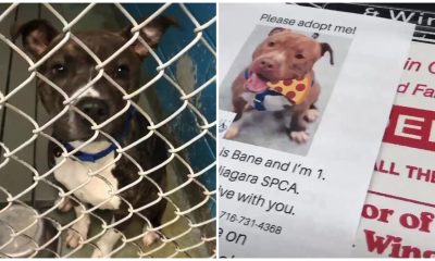 Pizza Shop Puts Photos Of Shelter Dogs On Pizza Boxes To Help Them Get Adopted