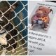 Pizza Shop Puts Photos Of Shelter Dogs On Pizza Boxes To Help Them Get Adopted