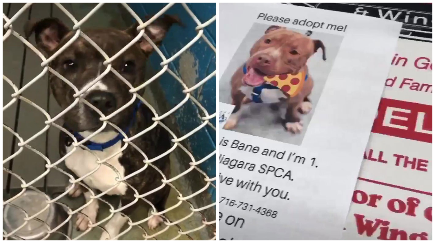 Pizza Shop Puts Photos Of Shelter Dogs On Pizza Boxes To Help Them Get Adopted