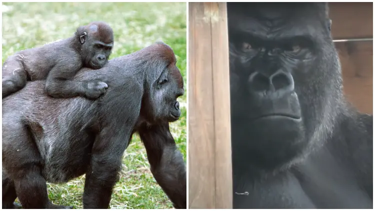 Playful Baby Gorilla Likes Playing, But His Grumpy Gorilla Dad Seems Unamused and Tells Him "Stop Monkeying Around"
