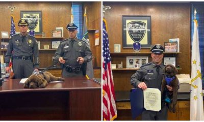 Police Therapy Puppy Takes a Nap During His Swearing-In Ceremony