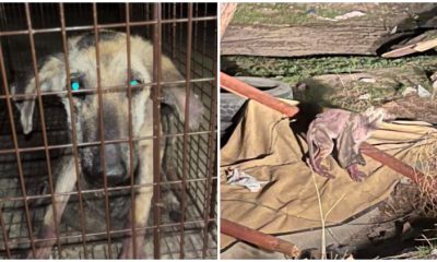 Poor Dog Abandoned In an Old, Tattered Jacket Makes Astonishing Recovery