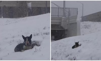 Poor Dog Left Behind and Huddles in a Snowbank, Hoping for Someone to Take Notice