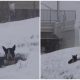 Poor Dog Left Behind and Huddles in a Snowbank, Hoping for Someone to Take Notice