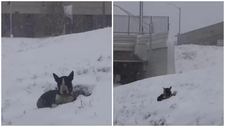 Poor Dog Left Behind and Huddles in a Snowbank, Hoping for Someone to Take Notice