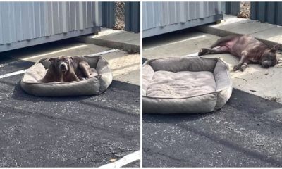 Poor Dog Left Behind in Vacant Parking Lot with Only Her Bed