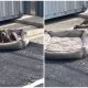 Poor Dog Left Behind in Vacant Parking Lot with Only Her Bed