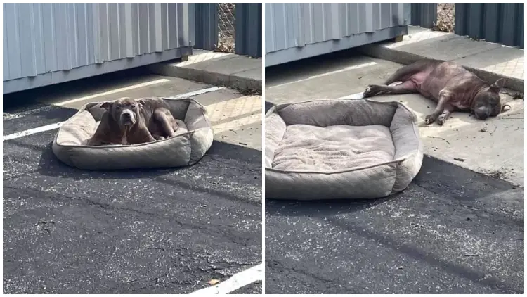 Poor Dog Left Behind in Vacant Parking Lot with Only Her Bed