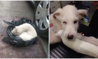 Poor Dog Was Found Nearly Dead in a Plastic Bag, Has Been Rescued and Given a New Lease on Life