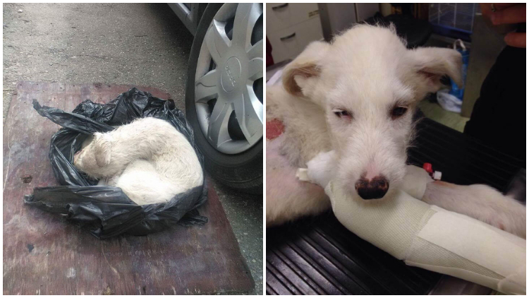 Poor Dog Was Found Nearly Dead in a Plastic Bag, Has Been Rescued and Given a New Lease on Life