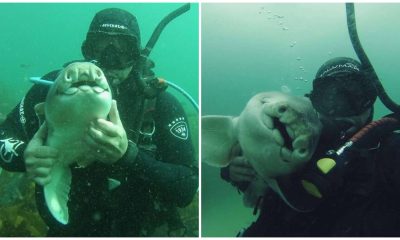 Port Jackson Shark Swims up to Her Human Friend to Ask for Cuddles Every Time She Sees Him