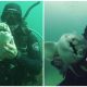 Port Jackson Shark Swims up to Her Human Friend to Ask for Cuddles Every Time She Sees Him