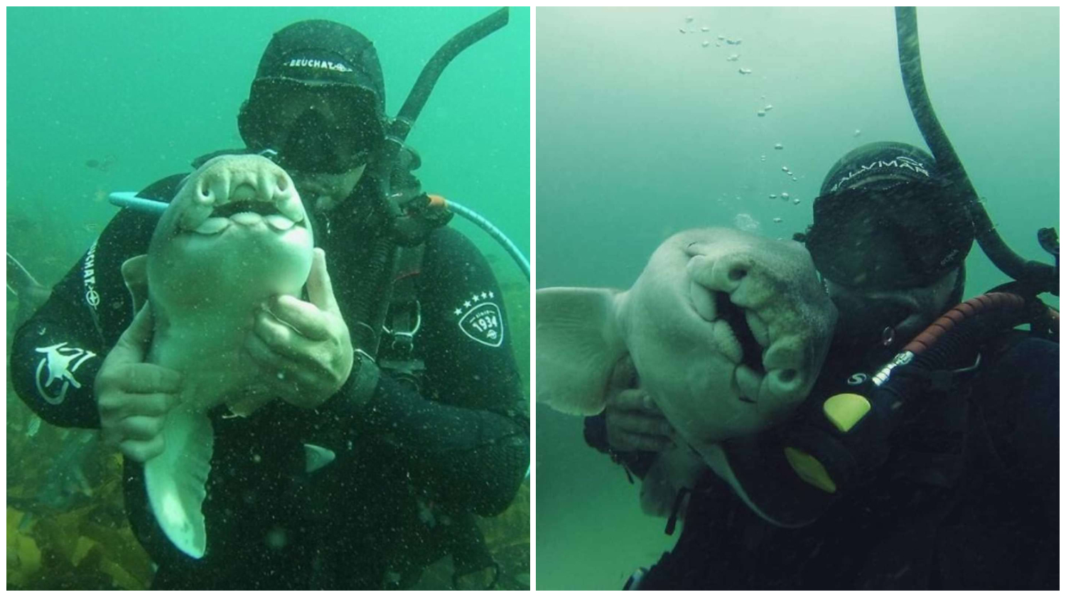 Port Jackson Shark Swims up to Her Human Friend to Ask for Cuddles Every Time She Sees Him