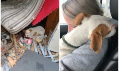 Pup So Grateful For Being Rescued, Buries His Face In Rescuer’s Arms