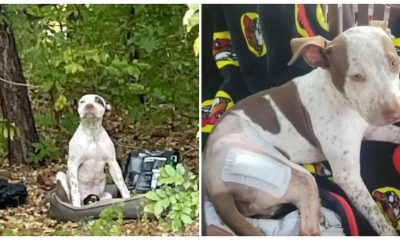 Puppy Abandoned in The Woods Along with His Belongings, Given a Fresh Opportunity to Find Happiness