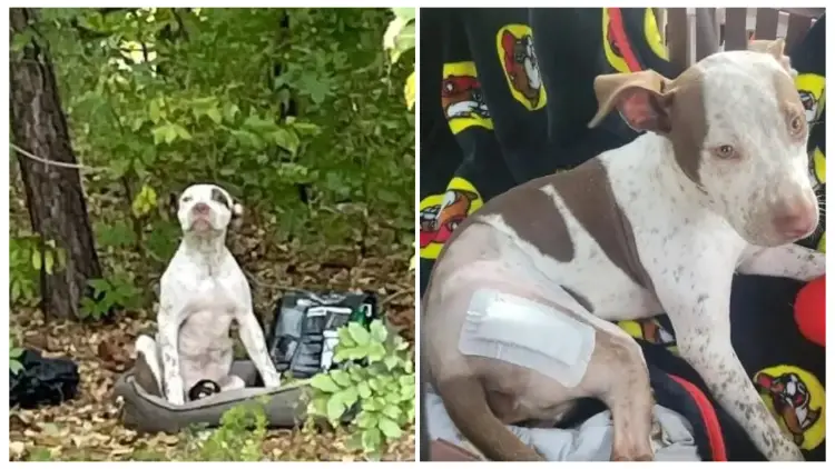 Puppy Abandoned in The Woods Along with His Belongings, Given a Fresh Opportunity to Find Happiness