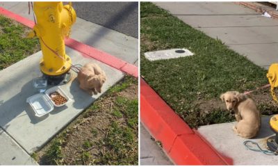 Puppy Left Tied To a Fire Hydrant Was So Dejected That She Couldn't Even Raise Her Head