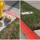 Puppy Left Tied To a Fire Hydrant Was So Dejected That She Couldn't Even Raise Her Head