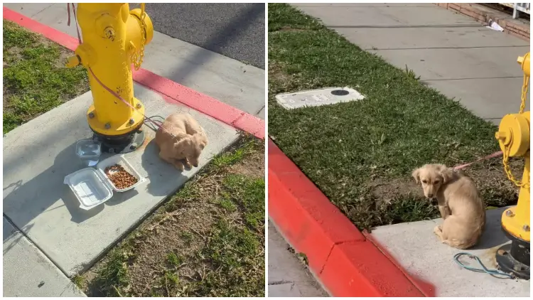 Puppy Left Tied To a Fire Hydrant Was So Dejected That She Couldn't Even Raise Her Head