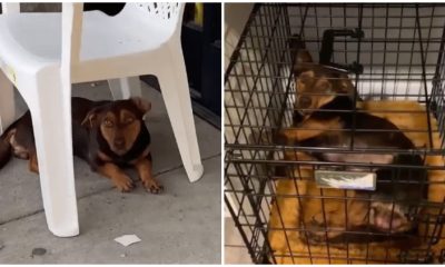 Puppy Patiently Sat Outside The Dollar Store for Nearly a Month, Yearning for Someone Notice Him