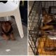 Puppy Patiently Sat Outside The Dollar Store for Nearly a Month, Yearning for Someone Notice Him