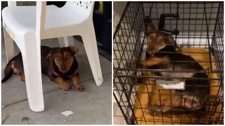 Puppy Patiently Sat Outside The Dollar Store for Nearly a Month, Yearning for Someone Notice Him