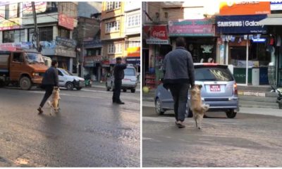 Puppy Spotted Holding Dad's Hand for a Safe Journey Across the Busy Street