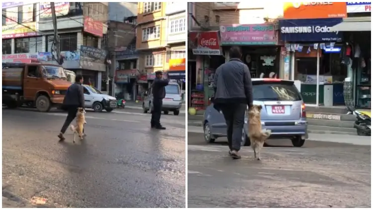 Puppy Spotted Holding Dad's Hand for a Safe Journey Across the Busy Street