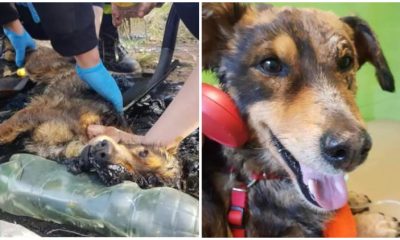 Puppy Trapped in Tar Barks Continuously Until It Gets Rescued