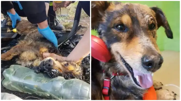 Puppy Trapped in Tar Barks Continuously Until It Gets Rescued