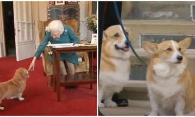 Queen Elizabeth II’s Corgis and Pony Bid a Heartbreaking Farewell as They Awaited Her Coffin for The Final Farewell