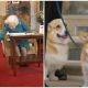 Queen Elizabeth II’s Corgis and Pony Bid a Heartbreaking Farewell as They Awaited Her Coffin for The Final Farewell