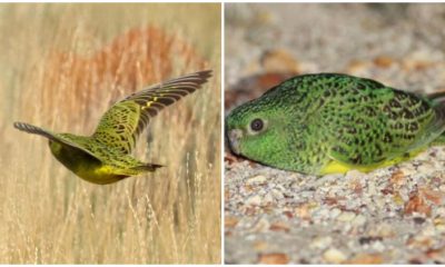 Rare Night Parrot, Believed Extinct for a Century, Spotted Once More in Western Australia!