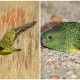 Rare Night Parrot, Believed Extinct for a Century, Spotted Once More in Western Australia!