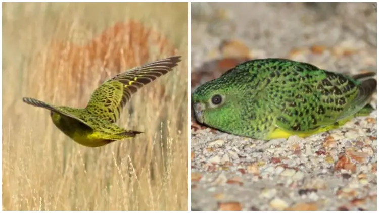 Rare Night Parrot, Believed Extinct for a Century, Spotted Once More in Western Australia!