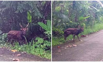 Rarest Deer on Earth, The Endangered Visayan Spotted Deer, Was Spotted in The Wild