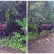 Rarest Deer on Earth, The Endangered Visayan Spotted Deer, Was Spotted in The Wild