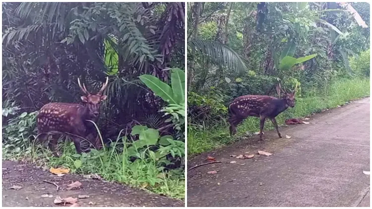 Rarest Deer on Earth, The Endangered Visayan Spotted Deer, Was Spotted in The Wild