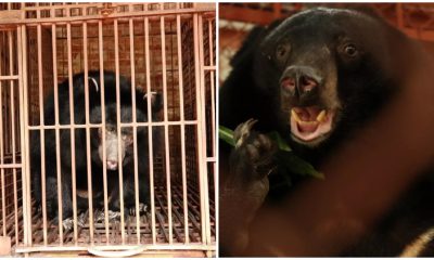 Rescue Team Liberates 5 Bears from Cramped Bile Farm Enclosures, Granting Them a New Lease on Life