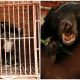 Rescue Team Liberates 5 Bears from Cramped Bile Farm Enclosures, Granting Them a New Lease on Life