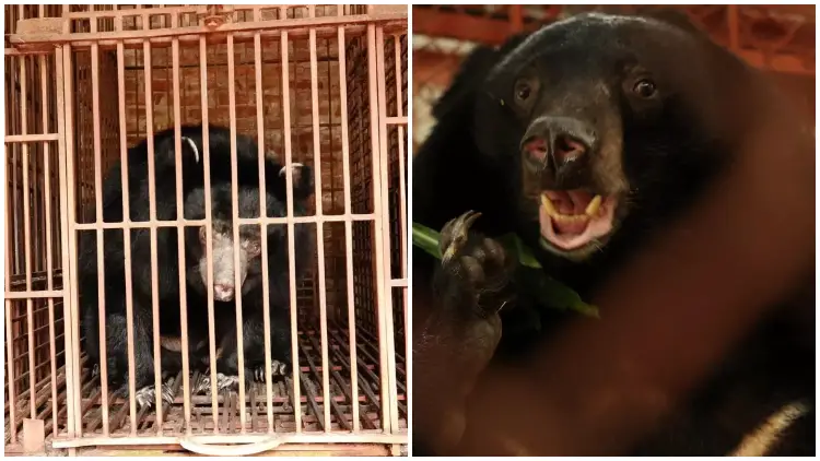 Rescue Team Liberates 5 Bears from Cramped Bile Farm Enclosures, Granting Them a New Lease on Life